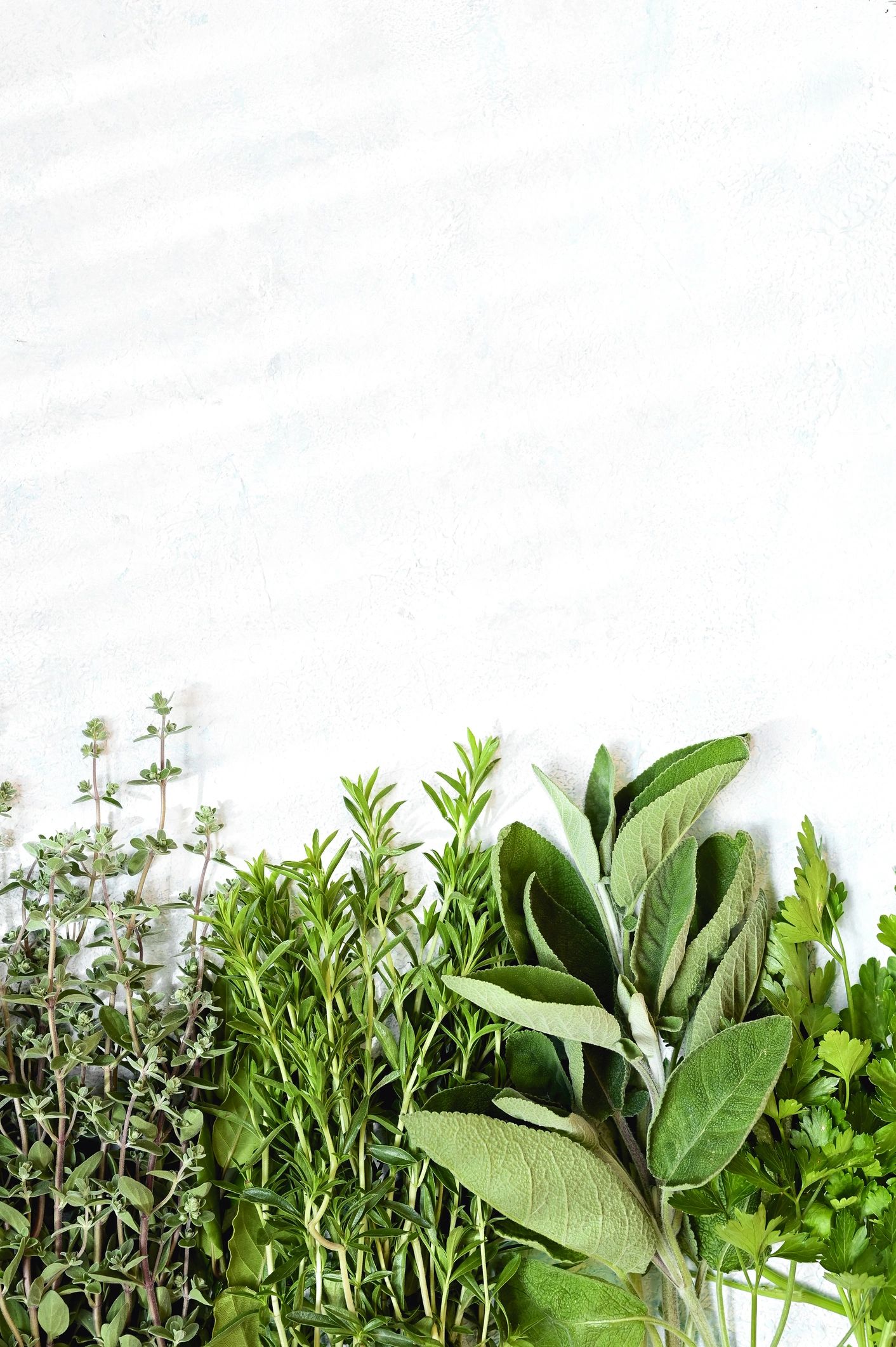 Fresh herbs arranged in a row